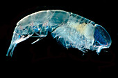 Amphipod