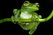 Rita's Glass Frog (Vitreorana ritae)