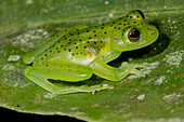 Rita's Glass Frog (Vitreorana ritae)