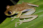 Purplish Treefrog (Boana nympha)