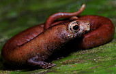 Nauta Mushroom Tongue Salamander (Bolitoglossa altamazonica)