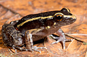 Painted Ant Nest Frog (Lithodytes lineatus)