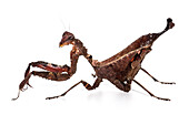 Dead-Leaf Mantid (Acanthops cf. Centralis)