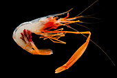 Deep Sea Shrimp (Bathypalaemonella serratipalma)