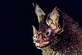 Davies's big-eared bat (Micronycteris daviesi)