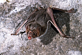 Common Vampire bat (Desmodus rotundus)