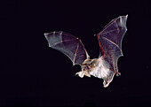 Yuma myotis (Myotis yumanensis)