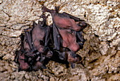 Young Gray Bats
