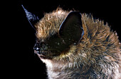 EasternSmall-footed Myotis