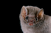 Hairy-legged vampire bat (Diphylla ecaudata)
