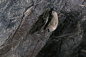 little brown myotis (Myotis lucifugus)