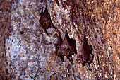 Lesser Dog-like Bats Nursing Young
