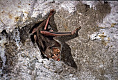 Common Campire Bat (Desmodus rotundus)
