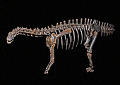 Juvenile Apatosaurus Louisae