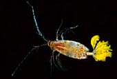 Mesopelagic copepods