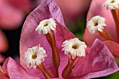 Flowering Bougainvillea