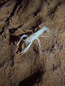Oklahoma Cave Crayfish (Cambarus tartarus)