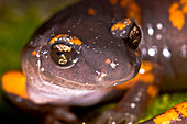 Intergrade Ensatina Salamander