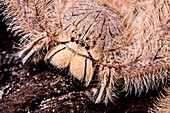 David Bowie Spider, (Heteropoda davidbowie)