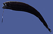 Dragonfish (Astronesthes micropogon)