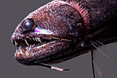 Threadfin Dragonfish, Echiostoma barbatum