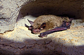 Northern Long-Eared Bat (Myotis septentrionalis)
