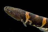 Knifefish (Gymnotus javari)