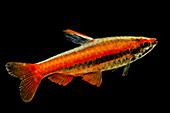 Coral Red Pencilfish (Nannostomus mortenthaleri)