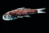 Cocco's Lanternfish (Lobianchia gemellarii)
