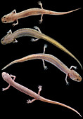 Grotto Salamander, Eurycea spelaea