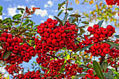 Pyracantha Berries