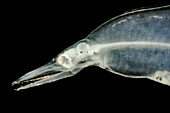 Eel larva or Leptocephalus