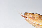 Copperhead, Agkistrodon contortrix
