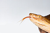 Copperhead, Agkistrodon contortrix