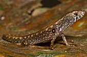 Common Stream Lizard (Potamites ecpleopus)