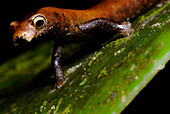 Salamander (Bolitoglossa altamazonica)