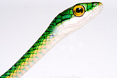 Black-skinned Parrot Snake (Leptophis ahaetulla nigromarginata)