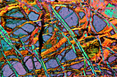 Serpentinized Peridotite, LM