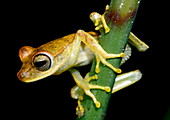 Tetete's Treefrog (Boana tetete)