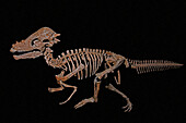 Pachycephalosaurus wypmingsis