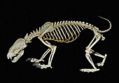 Honey Badger Skeleton