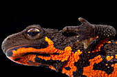 Firebelly Newt (Cynops pyrrhogaster)