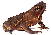 Crested Toad (Rhinella margaritifera)