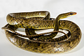 Brown Sipo Snake (Chironius fuscus)