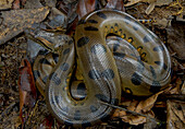 Common Anaconda (Eunectes murinus)