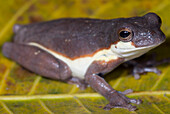 Small-headed Treefrog (Dendropsophus timbeba)