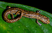 Salamander (Bolitoglossa altamazonica)