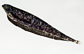 Knifefish (Adontosternarchus balaenops)