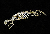 Sea Otter Skeleton