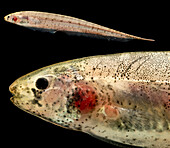 Knifefish (Brachyhypopomous sp.)